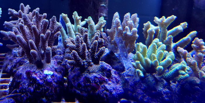 Acropora millepora