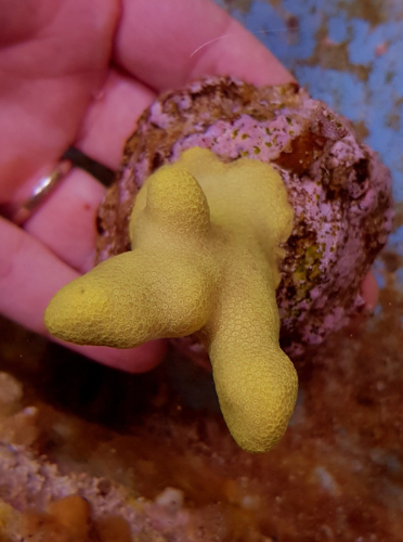Porites cylindrica (Yellow)