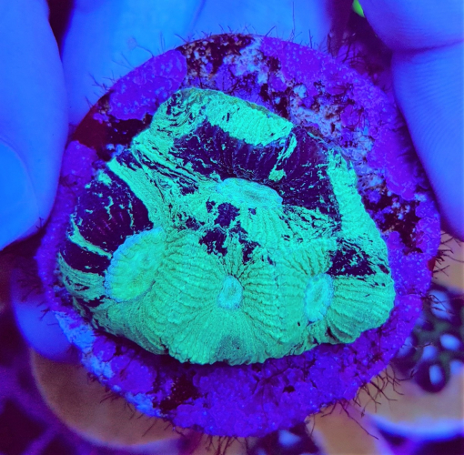 Goniastrea spp. Premium (Frag)