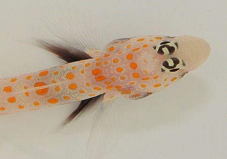 Amblyeleotris guttata