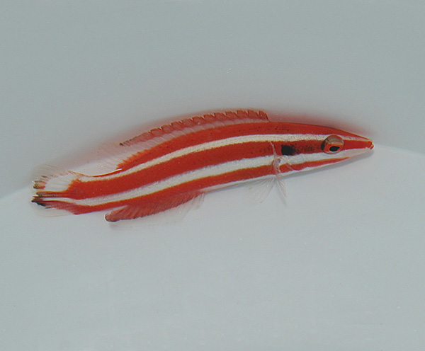 Bodianus opercularis