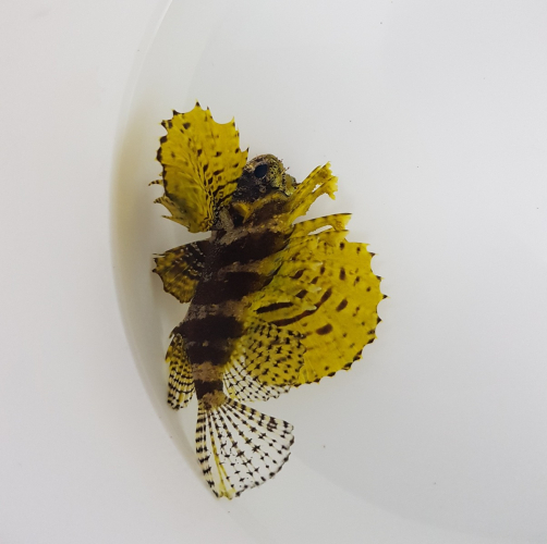 Dendrochirus brachypterus (Yellow)