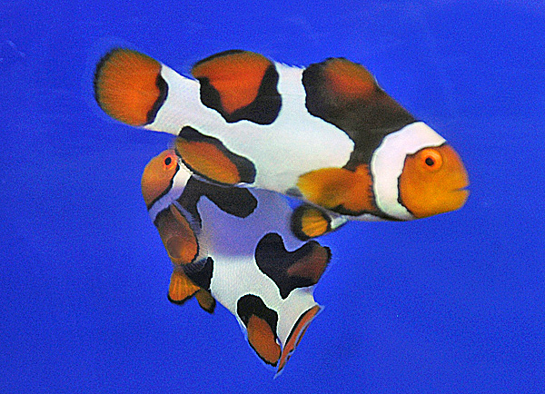 Amphiprion percula black picasso (pair) - T.B.