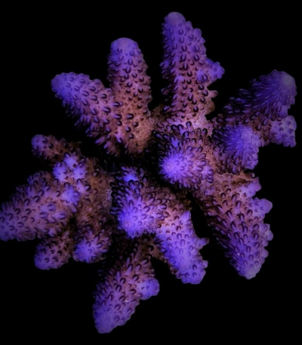Acropora gemmifera - Marine Savers