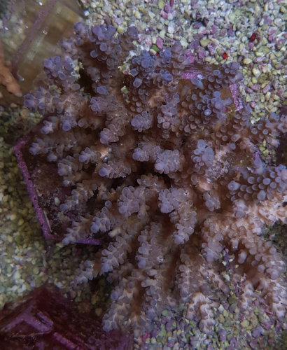 Acropora tenuis Blueish