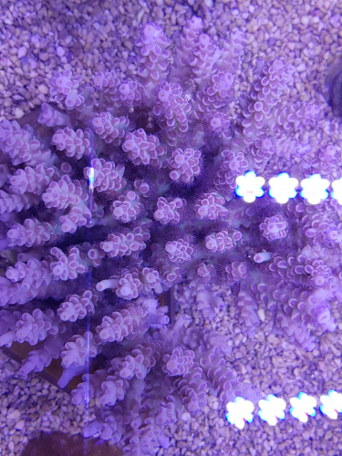Acropora tenuis (Pinkish)
