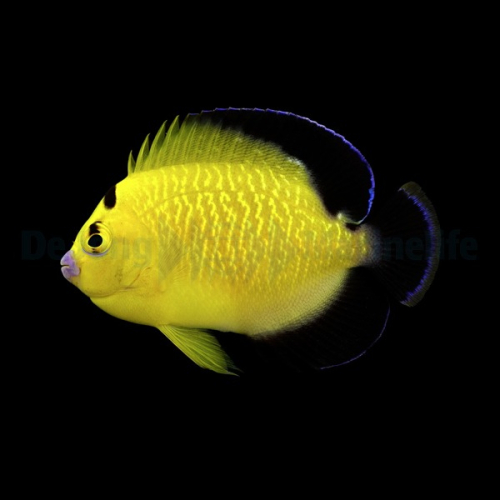 Apolemichthys xanthopunctatus - T.B.