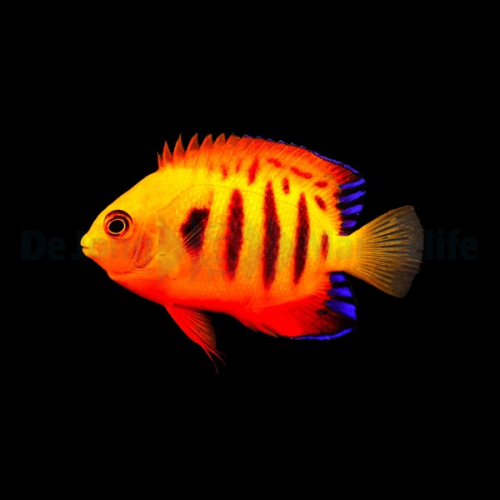 Centropyge loricula