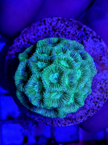 Favia spp. Green (Frag)