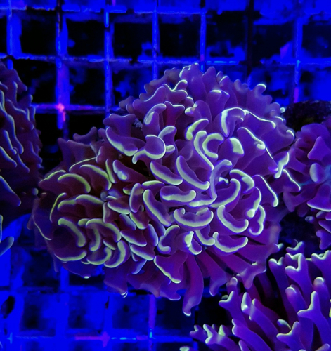 Euphyllia paraancora (Orange/Pink Premium)