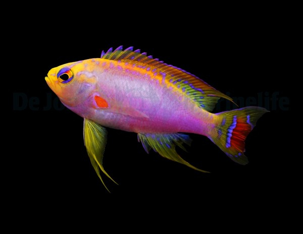 Ventralis cheap anthias care