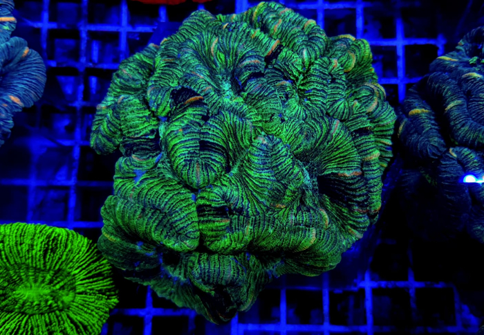 Trachyphyllia spp. (West Australia Greenish)