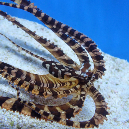 wunderpus photogenicus size
