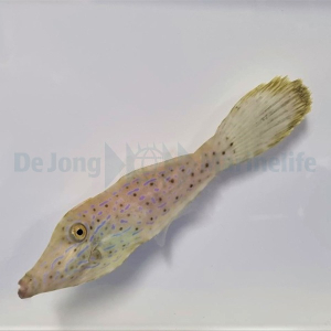 Aluterus scriptus