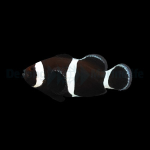 Amphiprion ocellaris (Darwin) - DJM Bred