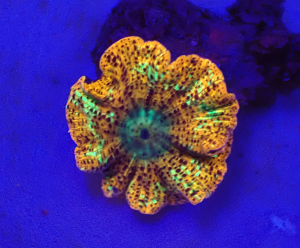 Discosoma sp. (Special Selected) (Ultra) (1 ear) o 380