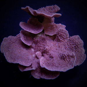 Montipora spp. (Laminar Purple/Blue)