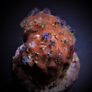 Spirobranchus spp. (+Rock)