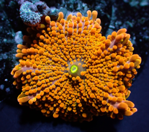 Ultra Orange Ricordea Yuma Mushroom main image 1