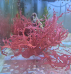 Halymenia durvillei (Dragon’s Breath)