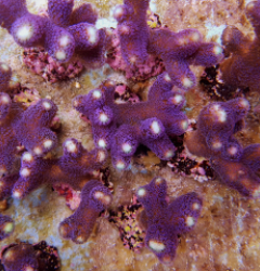 Stylophora pistillata (Milka) Purple polyp