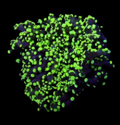 Euphyllia paradivisa (Green) (Premium) (1 hd.)