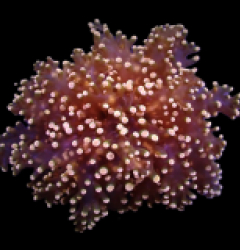 Euphyllia yaeyamaensis (Orange-Pink) (1 hd.)