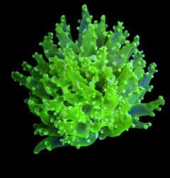Euphyllia paradivisa (Green) (Ultra) (1 hd.)