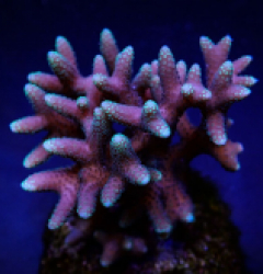 Seriatopora caliendrum (Pink) (Fiji/Tonga)