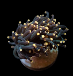 Euphyllia glabrescens (Orange-Pink tip) (1 hd.)