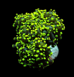 Euphyllia yaeyamaensis (Green) (Ultra) (1 hd.)