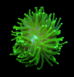 Euphyllia glabrescens (Green) (Ultra) (1 hd.)