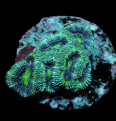 Acanthastrea lordhowensis (Green) (frag)