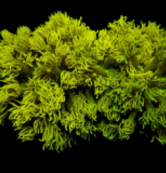 Goniopora spp. (Yellow)