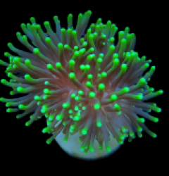 Euphyllia glabrescens (Green) (Premium) (1 hd.)