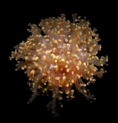 Euphyllia paradivisa (Orange-Yellow) (1 hd.)