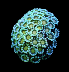 Alveopora spp. (Premium) (frag)