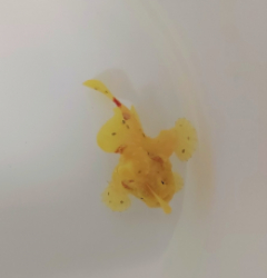 Antennarius spp. (Yellow)