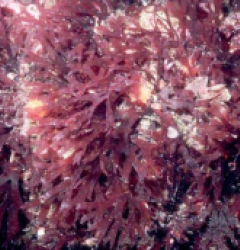 Rhodymenia spp. (Red Algae)