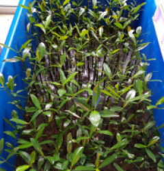 Rhizophora mangle (Plant)