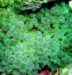 Entacmaea quadricolor (Green)