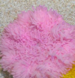 Heteractis crispa (Pink)