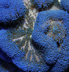 Stichodactyla spp. (Blue)