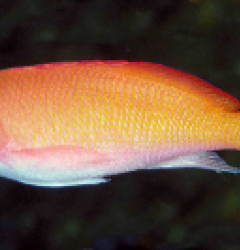 Pseudanthias conelli (female)