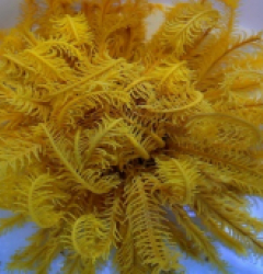 Comatula spp. (Bright Yellow)