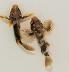 Callogobius clitellus