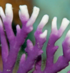 Distichopora violacea / Stylaster (Purple)