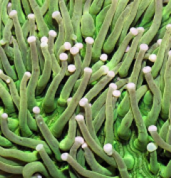 Heliofungia actiniformis (Green)