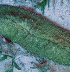 Herpolitha limax (Green)