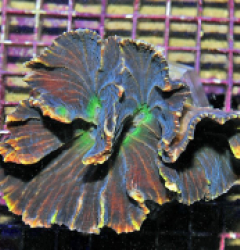 Pectinia spp. (Green Center)